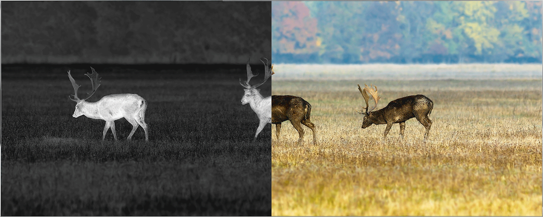 Pulsar Thermion Duo DXP55 Thermal Rifle Scope | Cluny Country