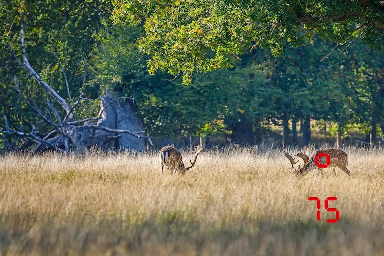 Leica Geovid R SE 10x42 Rangefinder Binoculars | Cluny Country