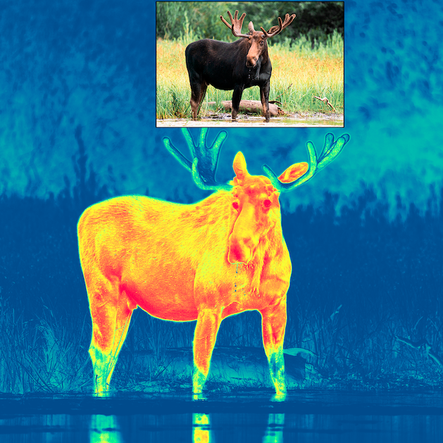 Pulsar Thermion Duo DXP50 Thermal Rifle Scope | Cluny Country